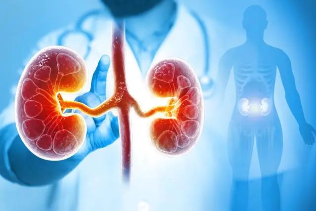 NMN latest research: can prevent kidney injury, improve kidney function