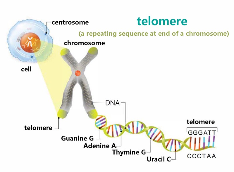 Benefits of NMN for telomeres