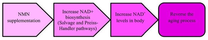 Scientific understanding of niacinamide mononucleotide and anti-aging