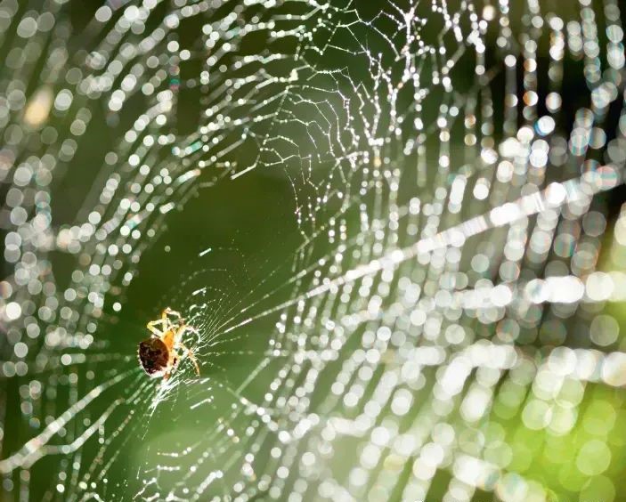 Synthetic biology may enable large-scale production of spider silk