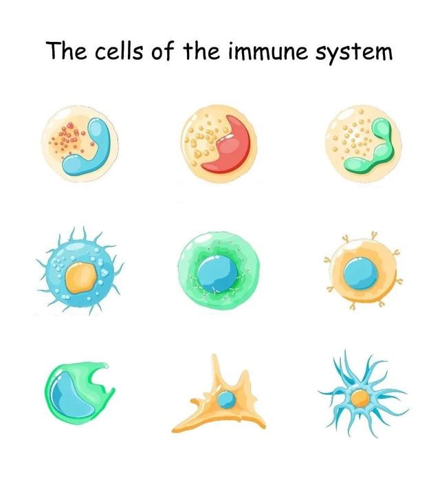 The cells of the immune system