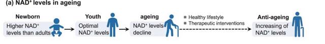 NAD+ levels and immune function decline with age