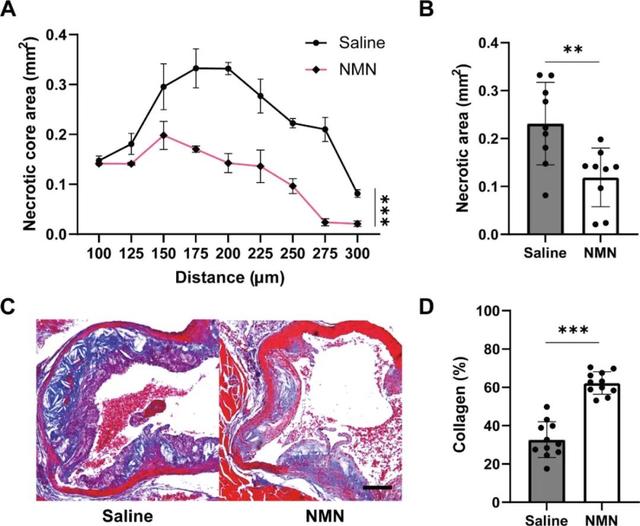 Figure 3.NMN inhibits arteriosclerotic necrotic core formation and reduces collagen content in mice