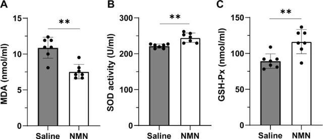 Figure 4.NMN enhanced the antioxidant capacity of mice