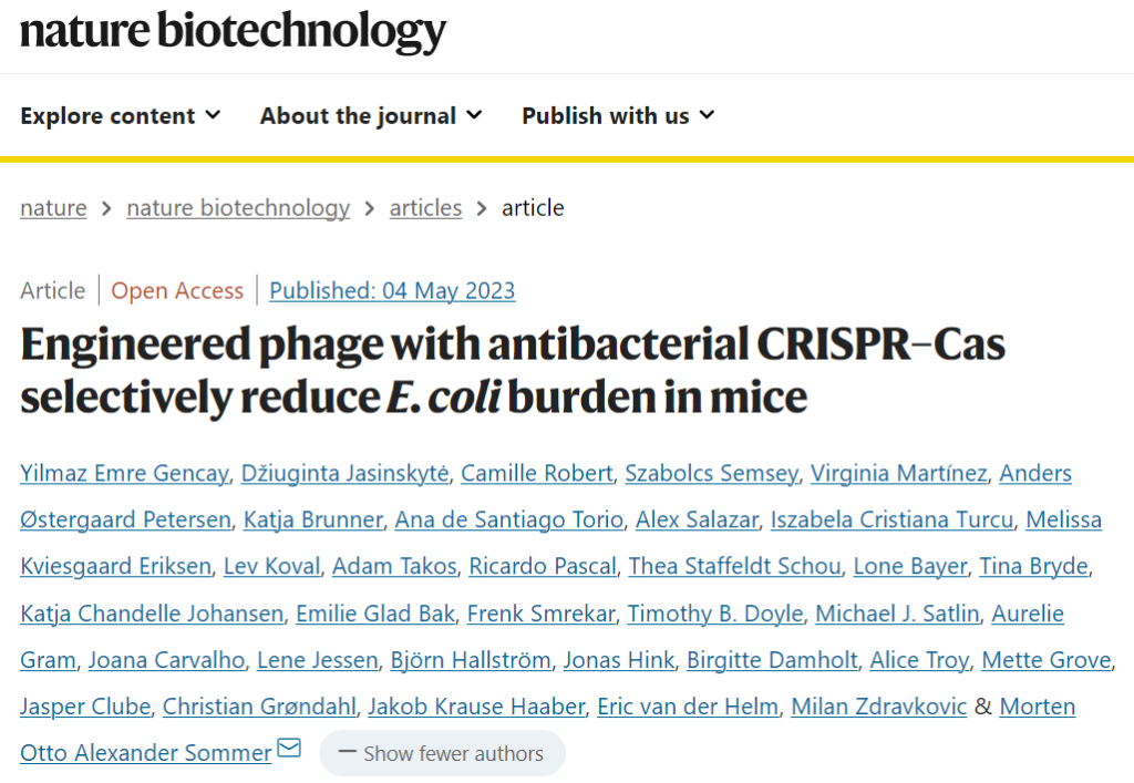 Engineered phage with antibacterial CRISPR-Cas selectively reduce E. coli burden in mice