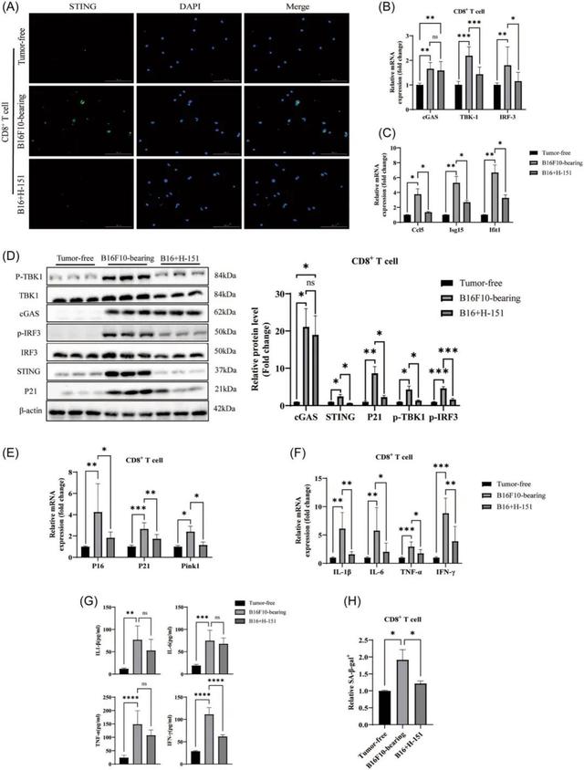 NMN supplementation also significantly blocked the elevated secretion of IL-1β, IL-6, TNF-α, and IFN-γ in the supernatant, and decreased the mRNA of senescent CD8+T cells.