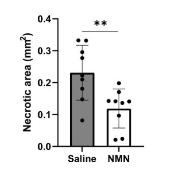 saline NMN