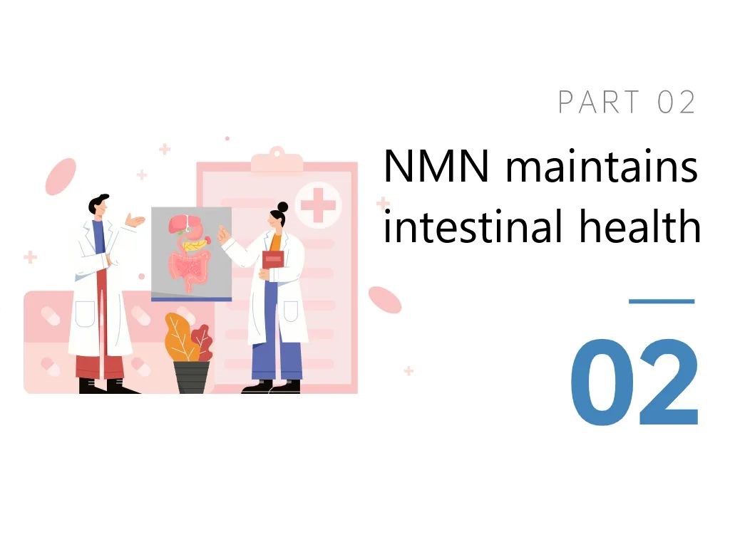 02 NMN maintains intestinal health
