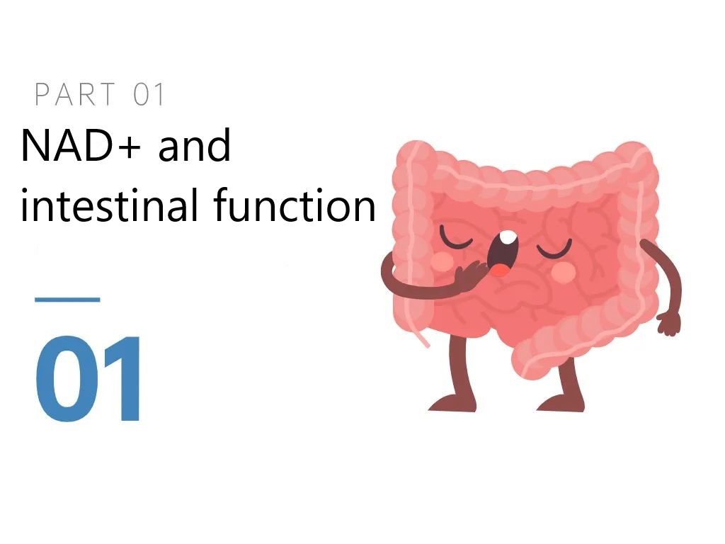 01 NAD+ and intestinal function