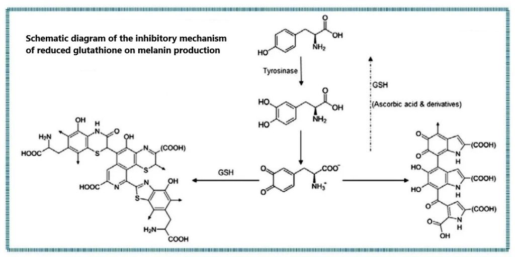 Schematic diagram of the inhibitory mechanism of reduced glutathione on melanin production