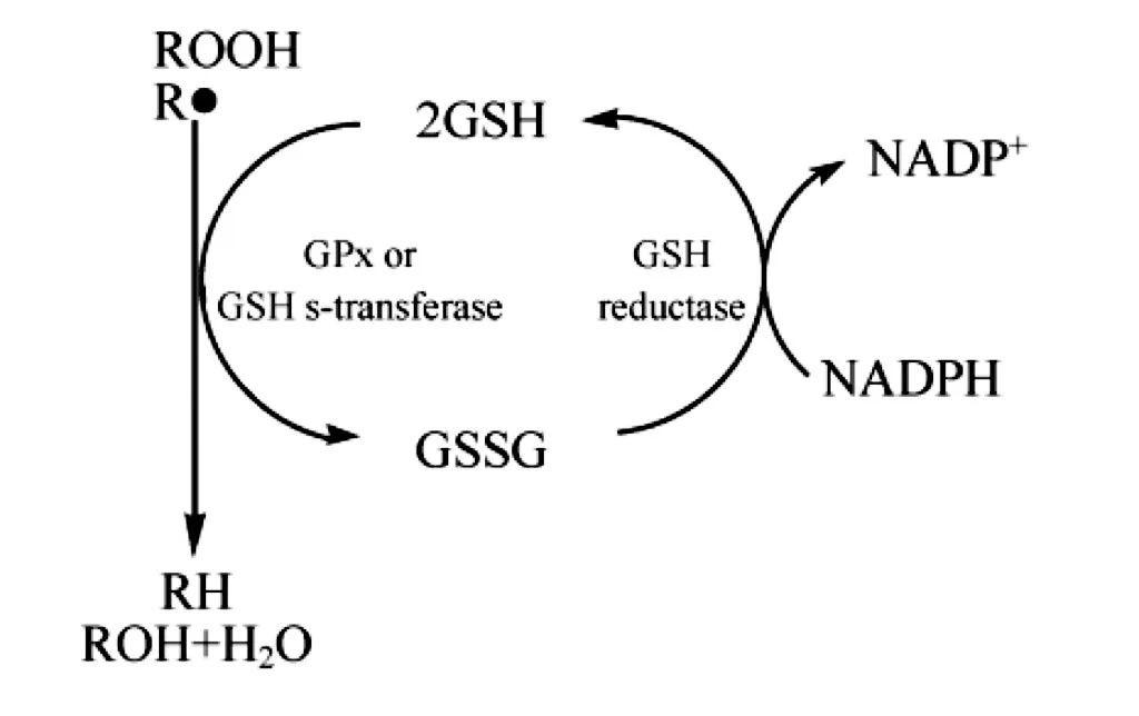 Schematic diagram of antioxidant function of GSH