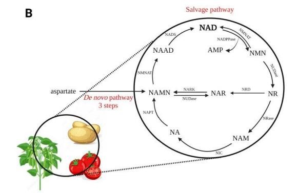 NAD+ synthesis pathways in plants