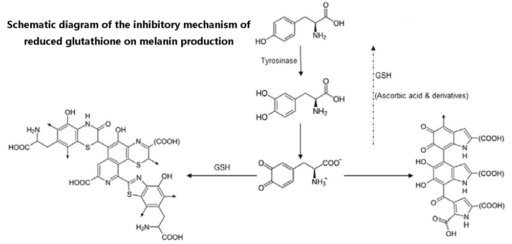 Schematic diagram of the inhibitory mechanism of reduced glutathione on melanin production