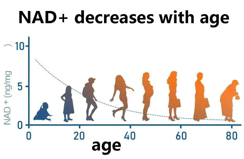 NAD+ decreases with age