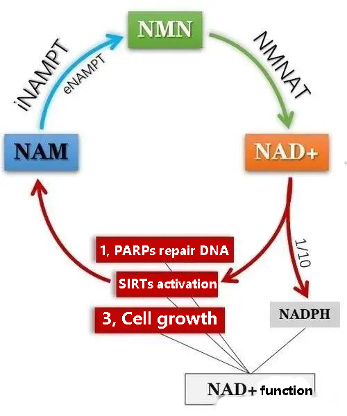 NAD+ function