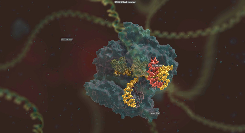 Synthesis of DNA and RNA