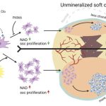 NMN and PQQ help osteoporosis