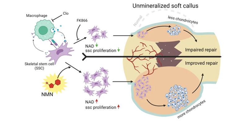 The proliferation of bone stem cells at the initial stage of fracture healing is regulated by NAD and influences the formation and eventual healing of cartilage callus